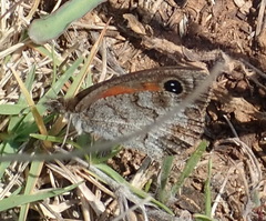 Pseudonympha magoides
