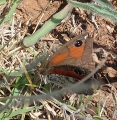 Pseudonympha magoides