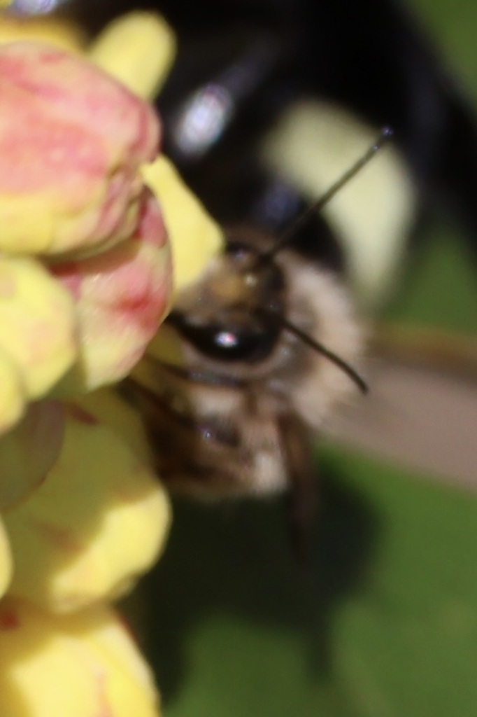 Bees in April 2023 by eebee. Medium-sized or small bee on Oregon grape ...