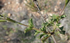 Chascanum cuneifolium