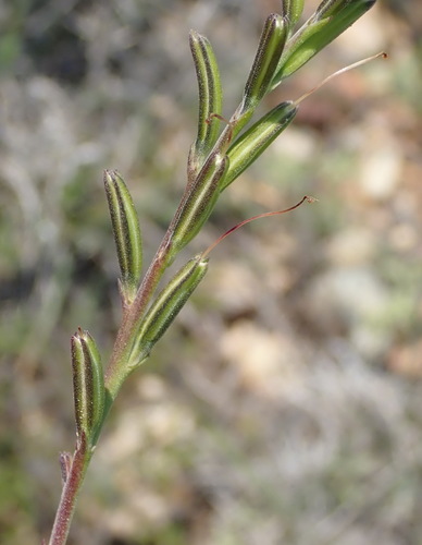 Image of Chascanum cuneifolium by (c) Nicola van Berkel, some rights reserved (CC BY-SA)