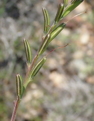 Chascanum cuneifolium