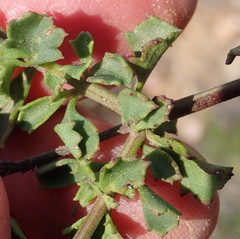 Chascanum cuneifolium