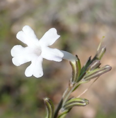 Chascanum cuneifolium