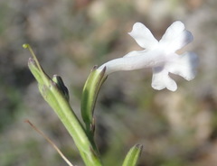 Chascanum cuneifolium