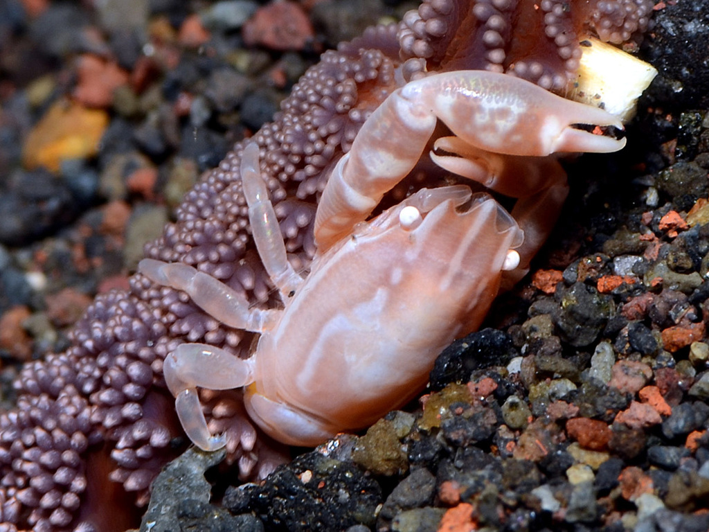 Porcellanella