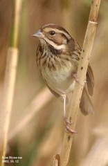 Emberiza tristrami
