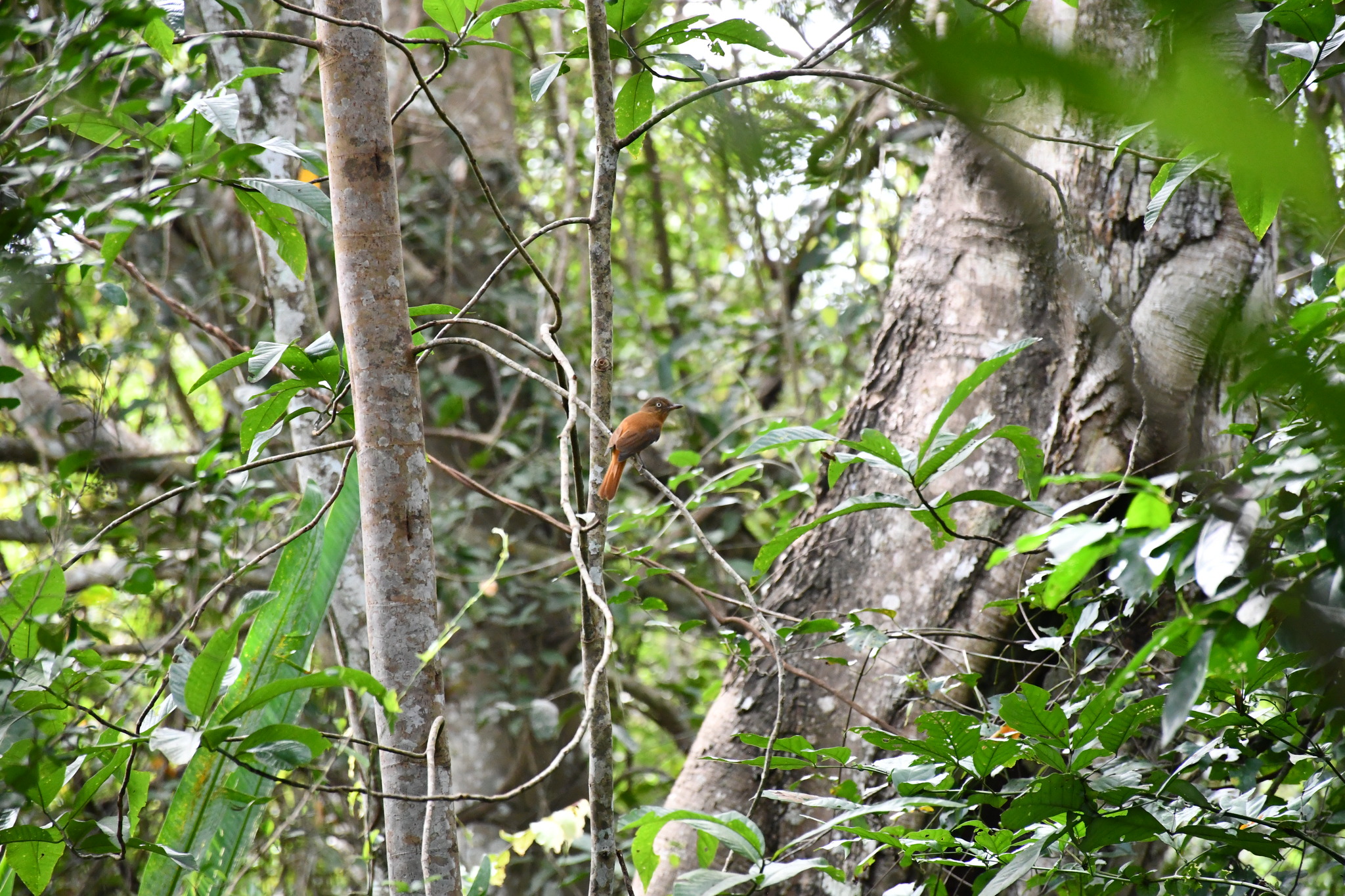 White-eyed Attila (Attila bolivianus), photo 9