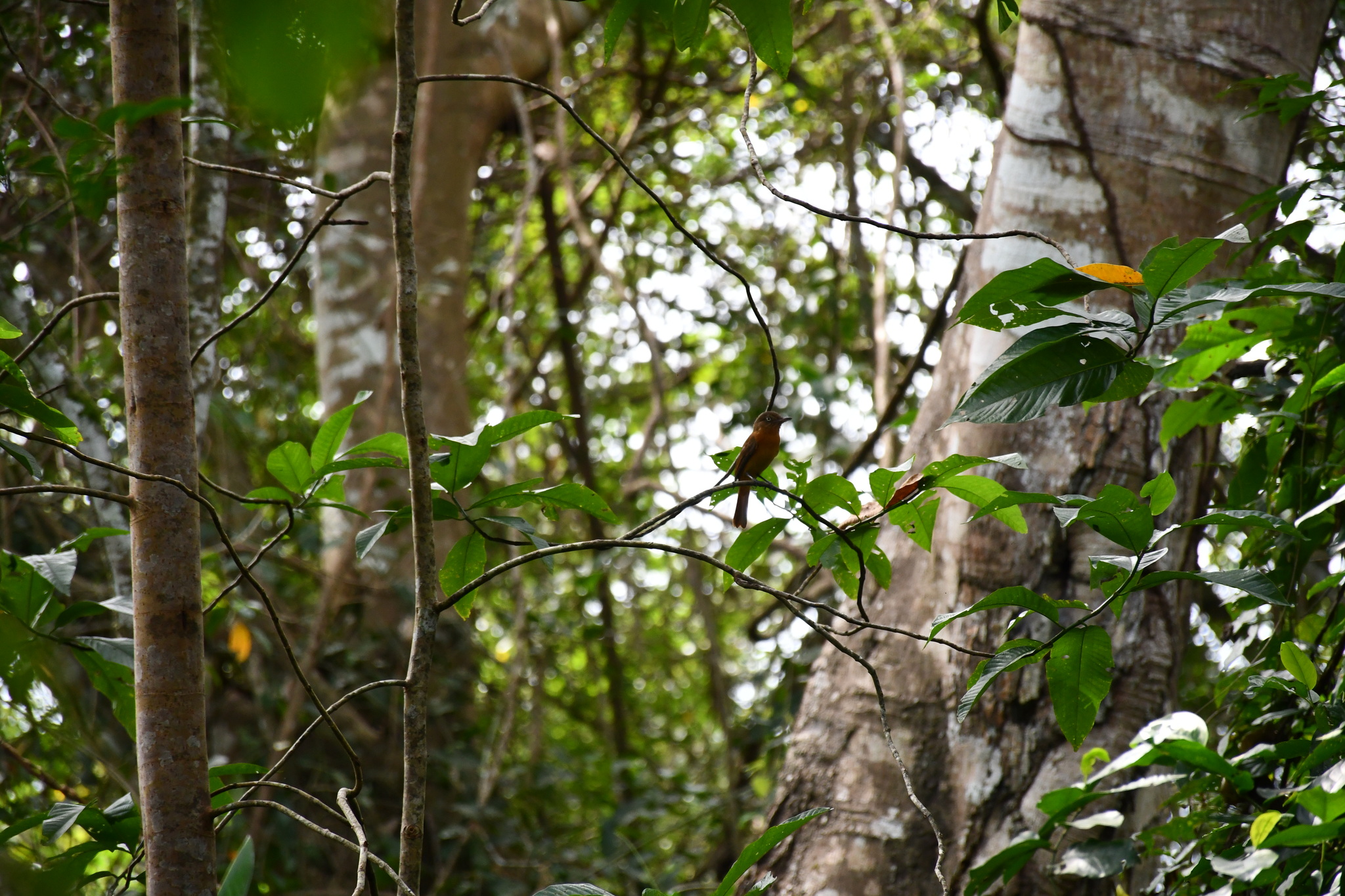 White-eyed Attila (Attila bolivianus), photo 10