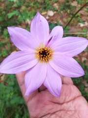 Dahlia australis