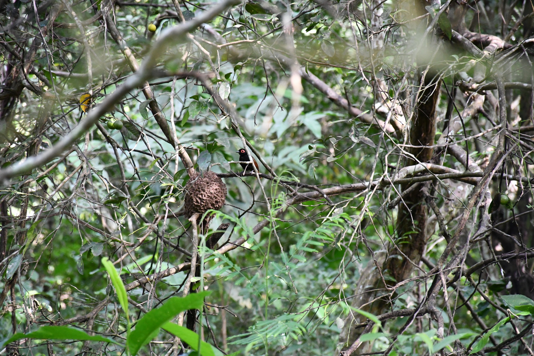 Black-spotted Bare-eye (Phlegopsis nigromaculata), photo 2