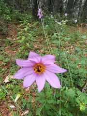 Dahlia australis
