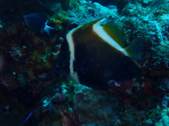 Heniochus varius