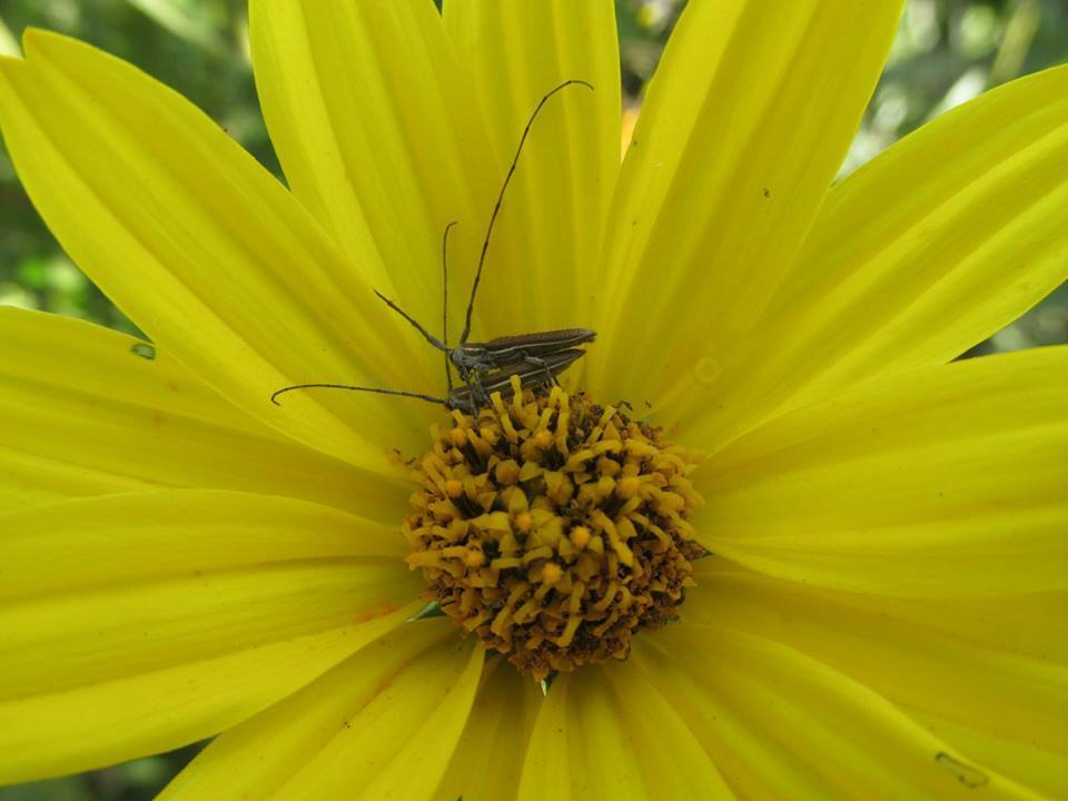 Emphytoecia