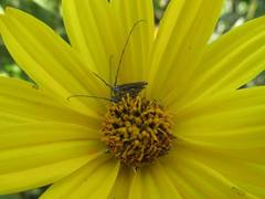 Emphytoecia suturella