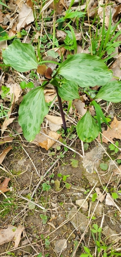 Trillium recurvatum