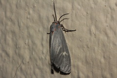 Pygarctia