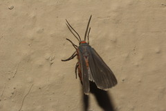Pygarctia
