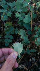 Berberis dictyota