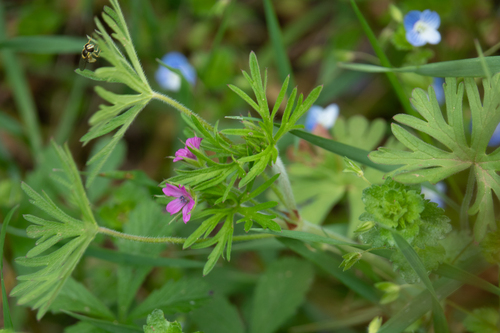 pakost strihaný (Geranium dissectum)