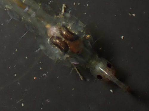 iNaturalist observation photo of Chaoborus
