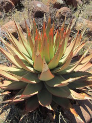 Aloe broomii