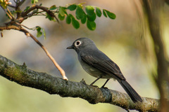 Melaenornis fischeri