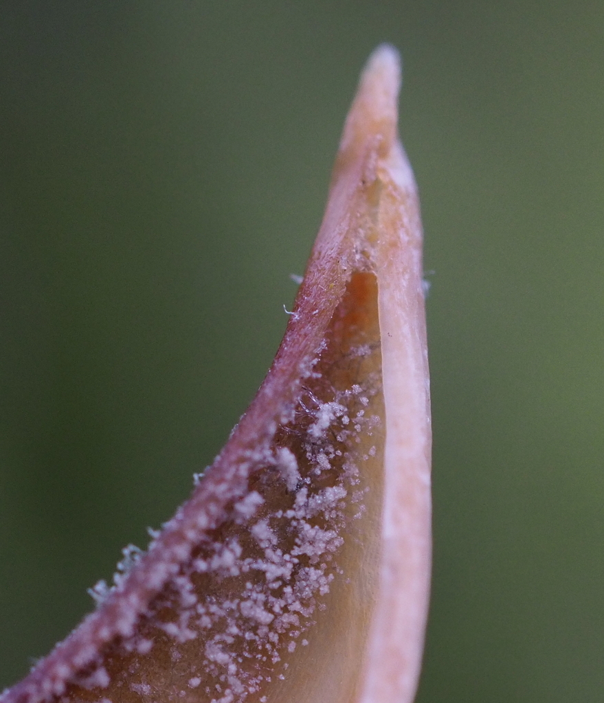 Tulip Fire on a plant