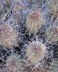 Euphorbia stellispina