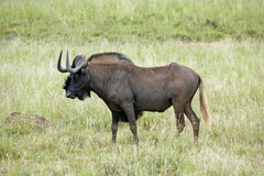 Black Wildebeest photo 2