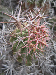 Euphorbia stellispina