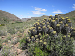 Euphorbia stellispina