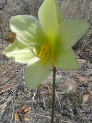 Zephyranthes concolor