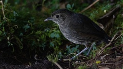 Cundinamarca Antpitta photo 5