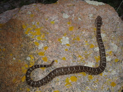 Crotalus aquilus