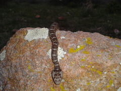 Crotalus aquilus