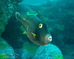 Black Reef Leatherjacket photo 4
