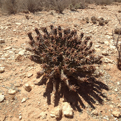 Euphorbia crassipes