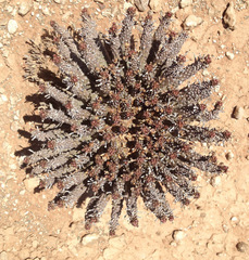 Euphorbia crassipes
