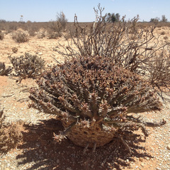 Euphorbia crassipes