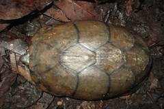 Kinosternon hirtipes