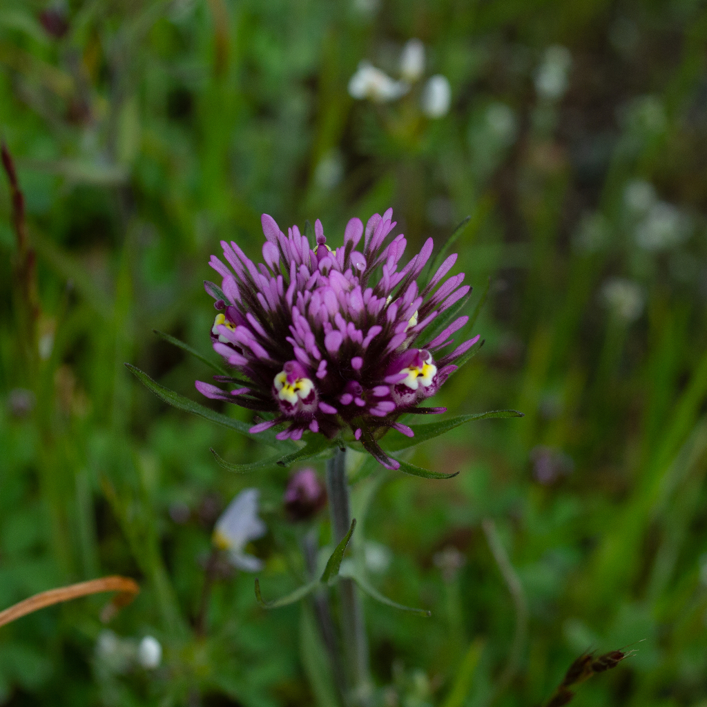 Denseflower Indian Paintbrush From San Mateo County, Ca, Usa On April 