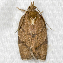 Argyrotaenia juglandana