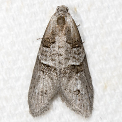 Decodes macdunnoughi