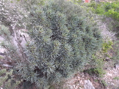 Euphorbia loricata