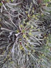 Euphorbia loricata