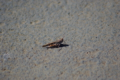 Oedaleus abruptus