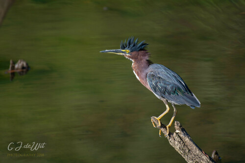 Green Heron photographed in Kentucky