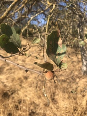 Disholcaspis simulata