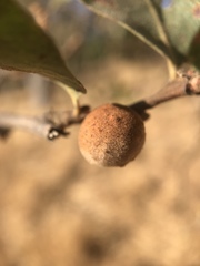 Disholcaspis simulata